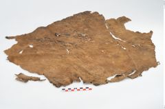 Foto von Leder (NHMW-PRAE-003501)